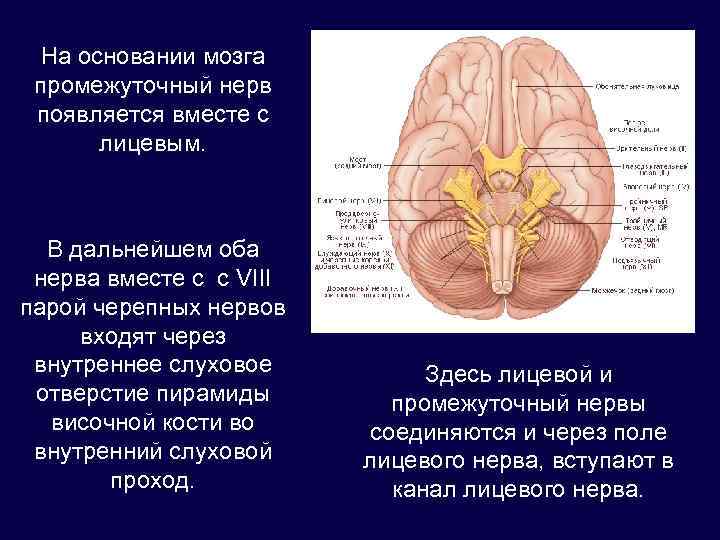Нервы промежуточного мозга. Промежуточно лицевой нерв. Ядра промежуточного нерва. Ветви промежуточного нерва. Промежуточный нерв лицевого нерва.