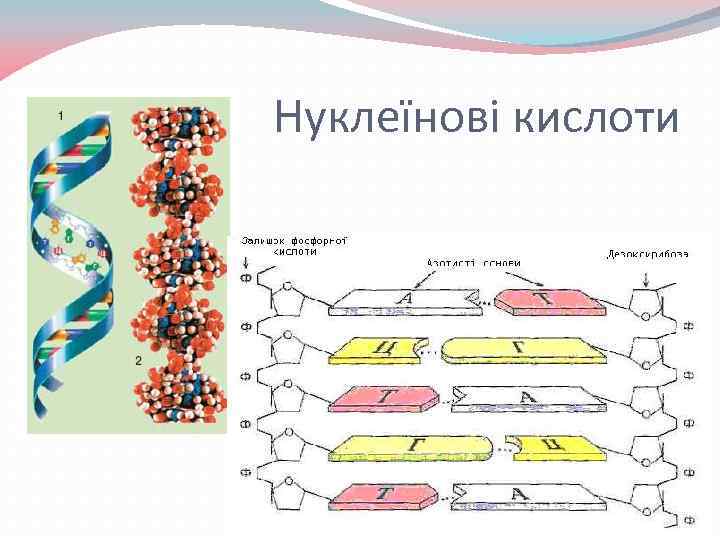 Нуклеїнові кислоти 