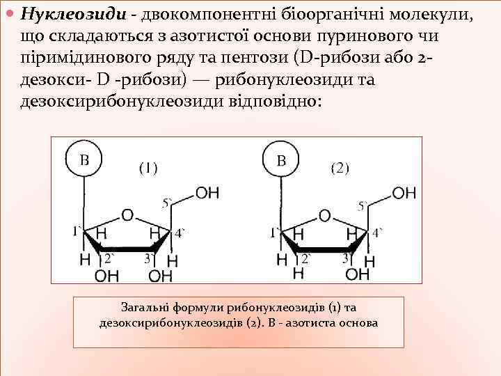  Нуклеозиди - двокомпонентні біоорганічні молекули, що складаються з азотистої основи пуринового чи піримідинового