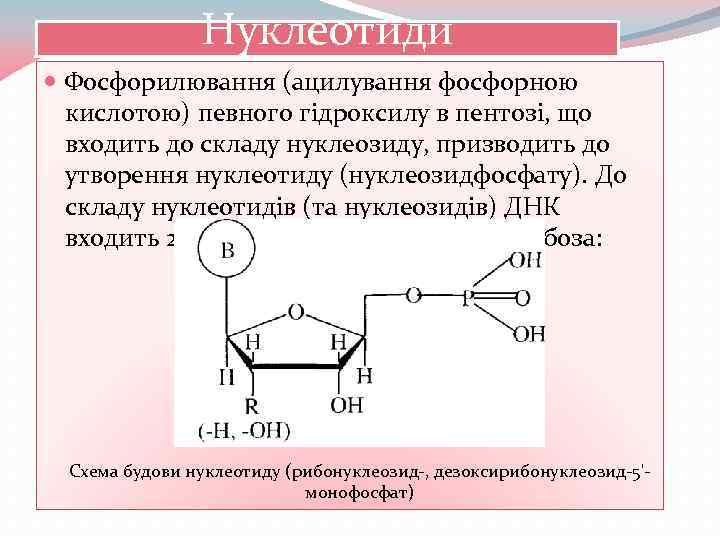 Нуклеотиди Фосфорилювання (ацилування фосфорною кислотою) певного гідроксилу в пентозі, що входить до складу нуклеозиду,