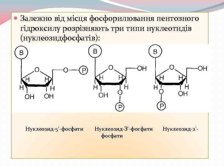  Залежно від місця фосфорилювання пентозного гідроксилу розрізняють три типи нуклеотидів (нуклеозидфосфатів): Нуклеозид-5'-фосфати Нуклеозид-З'-фосфати