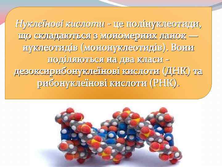 Нуклеїнові кислоти - це полінуклеотиди, що складаються з мономерних ланок — нуклеотидів (мононуклеотидів). Вони