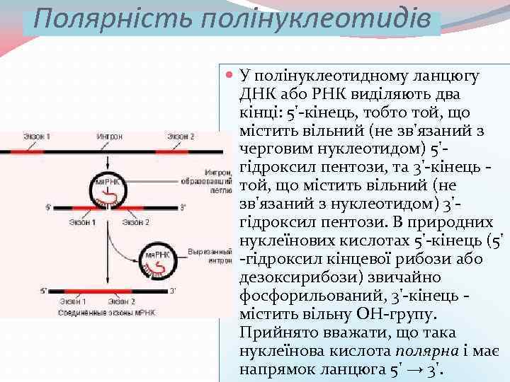 Полярність полінуклеотидів У полінуклеотидному ланцюгу ДНК або РНК виділяють два кінці: 5'-кінець, тобто той,