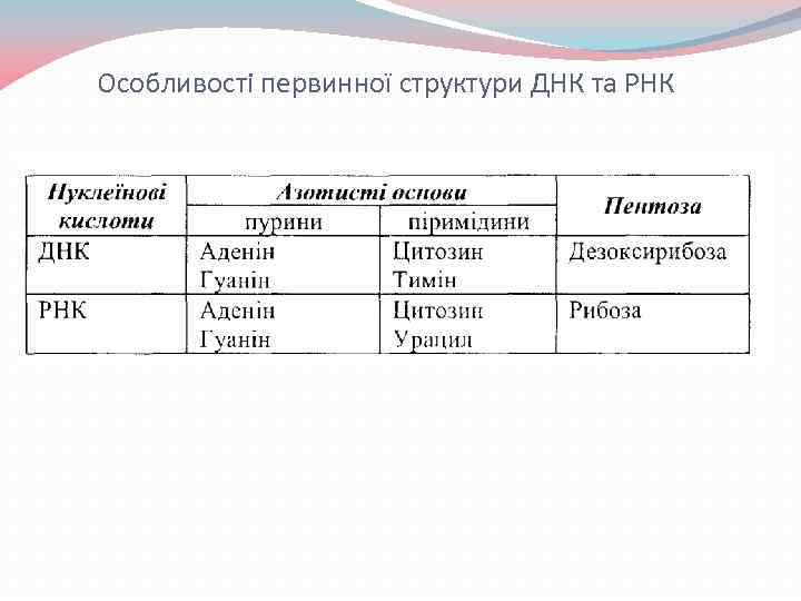 Особливості первинної структури ДНК та РНК 