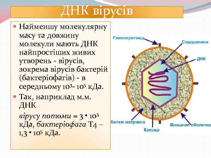 ДНК вірусів Найменшу молекулярну масу та довжину молекули мають ДНК найпростіших живих утворень -