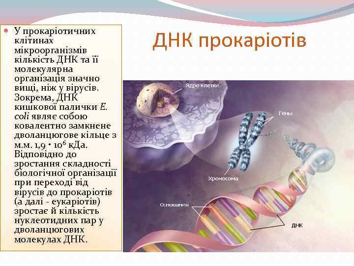  У прокаріотичних клітинах мікроорганізмів кількість ДНК та її молекулярна організація значно вищі, ніж