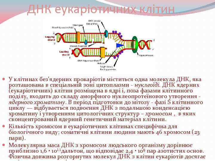 ДНК еукаріотичних клітин У клітинах без'ядерних прокаріотів міститься одна молекула ДНК, яка розташована в