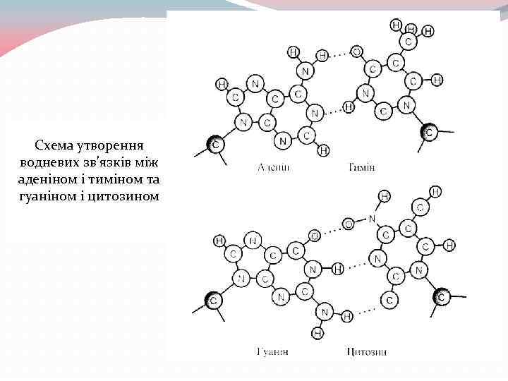 Схема утворення водневих зв'язків між аденіном і тиміном та гуаніном і цитозином 