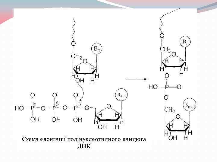 Схема елонгації полінуклеотидного ланцюга ДНК 