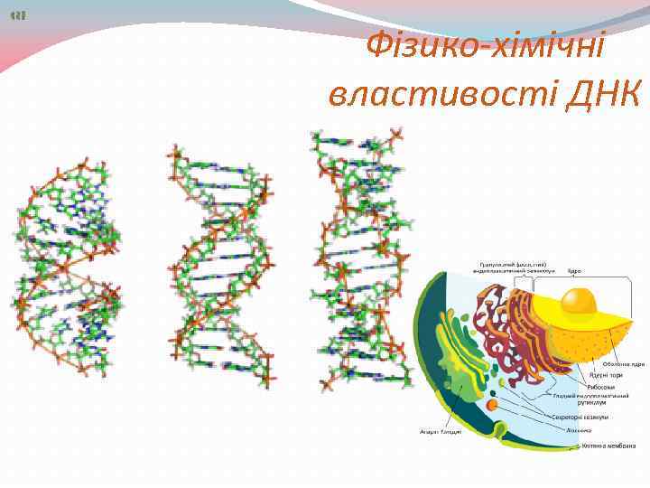 Фізико-хімічні властивості ДНК 
