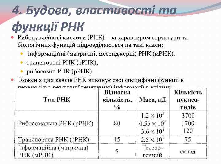 4. Будова, властивості та функції РНК Рибонуклеїнові кислоти (РНК) – за характером структури та