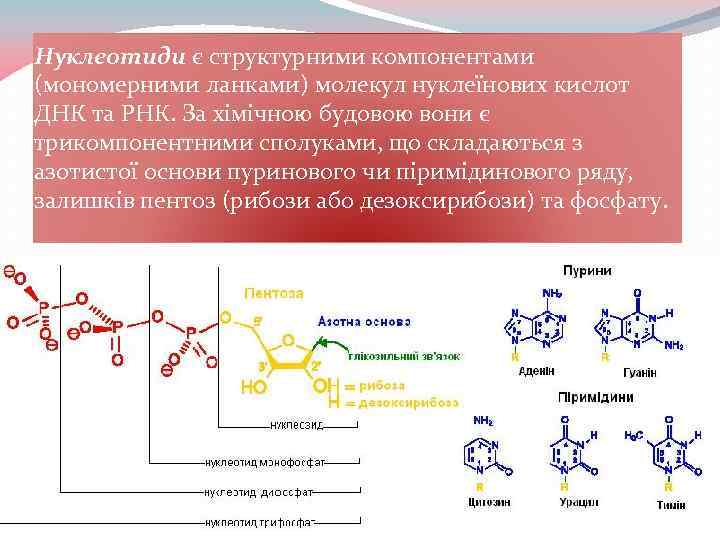 Нуклеотиди є структурними компонентами (мономерними ланками) молекул нуклеїнових кислот ДНК та РНК. За хімічною