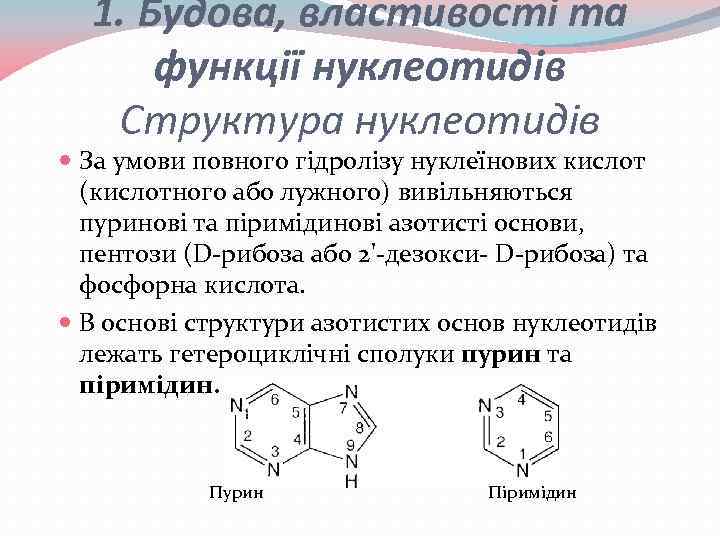 1. Будова, властивості та функції нуклеотидів Структура нуклеотидів За умови повного гідролізу нуклеїнових кислот