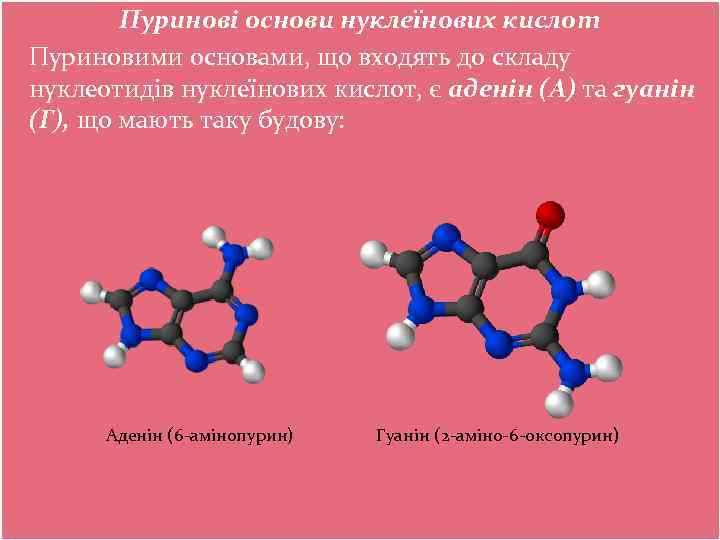 Пуринові основи нуклеїнових кислот Пуриновими основами, що входять до складу нуклеотидів нуклеїнових кислот, є