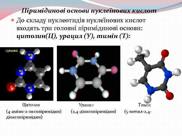 Піримідинові основи нуклеїнових кислот До складу нуклеотидів нуклеїнових кислот входять три головні піримідинові основи: