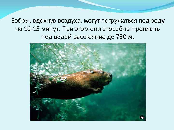 Бобры, вдохнув воздуха, могут погружаться под воду на 10 -15 минут. При этом они