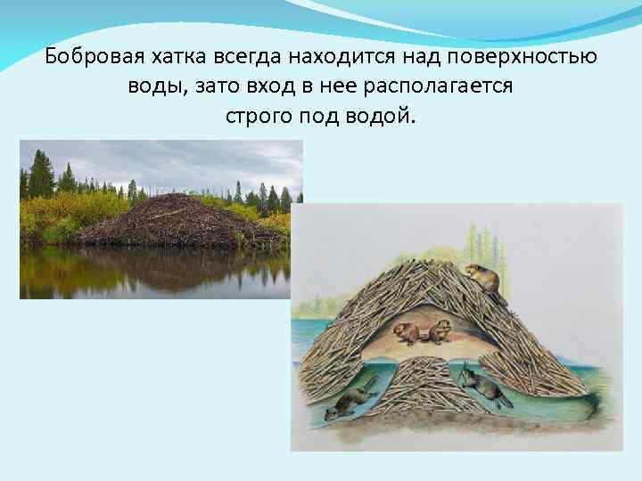 Бобровая хатка всегда находится над поверхностью воды, зато вход в нее располагается строго под