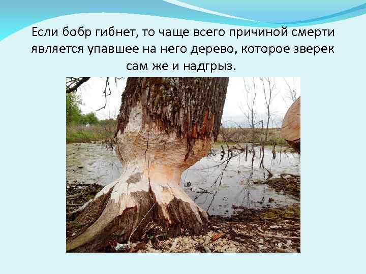 Если бобр гибнет, то чаще всего причиной смерти является упавшее на него дерево, которое