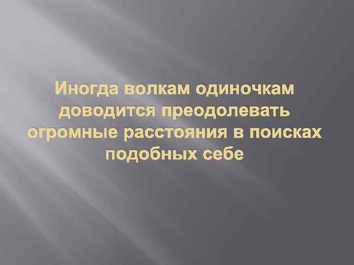 Иногда волкам одиночкам доводится преодолевать огромные расстояния в поисках подобных себе 