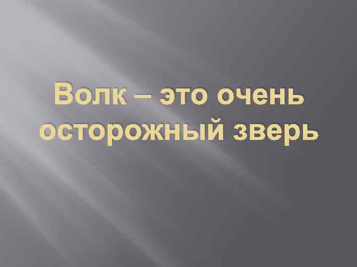 Волк – это очень осторожный зверь 