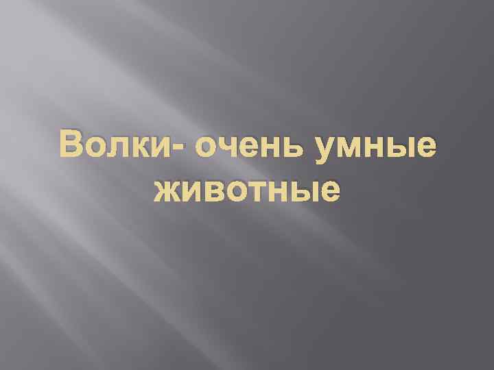 Волки- очень умные животные 