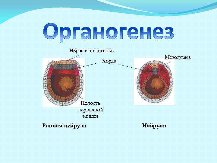 Хорда нервная трубка первичная кишка