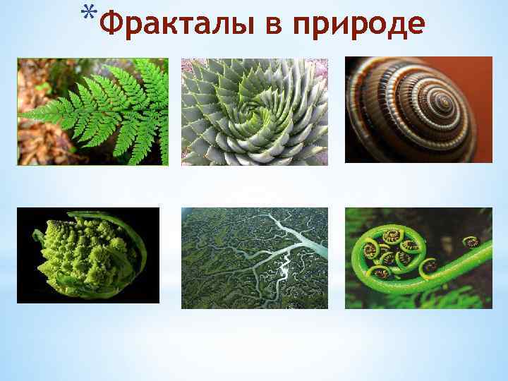 *Фракталы в природе 