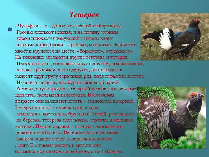 Тетерев «Чу-ффыш…» - доносится весной из березняка. Громко хлопают крылья, и на поляну черным