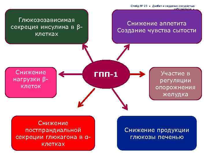 Слайд № 23 • Диабет и сердечно-сосудистые заболевания • Глюкозозависимая секреция инсулина в βклетках