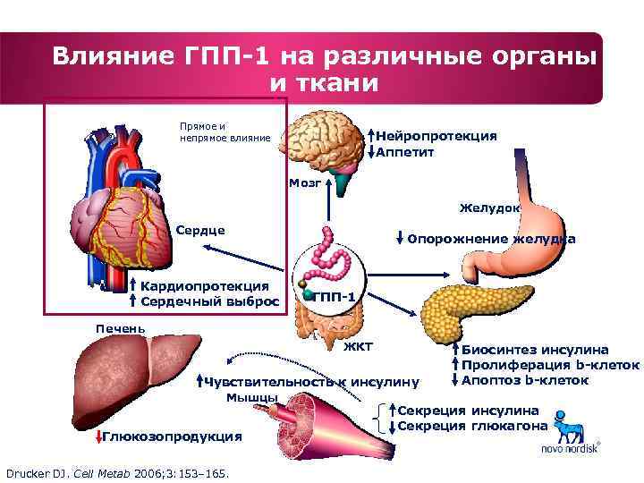 Глюкагоноподобный пептид. Механизм действия агонистов глюкагоноподобного пептида 1. Механизм действия агонистов рецепторов глюкагоноподобного пептида-1. ГПП 1 механизм действия. Агонисты ГПП-1 механизм действия.