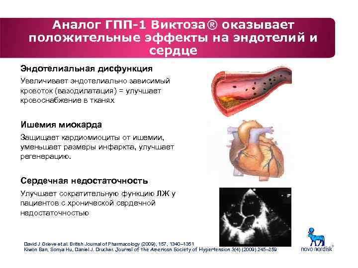 Аналог ГПП-1 Виктоза® оказывает положительные эффекты на эндотелий и сердце Эндотелиальная дисфункция Увеличивает эндотелиально