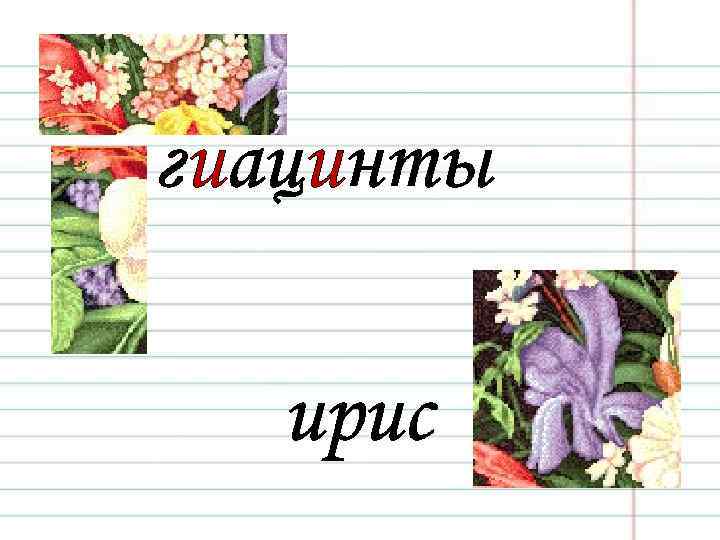 гиацинты ирис 