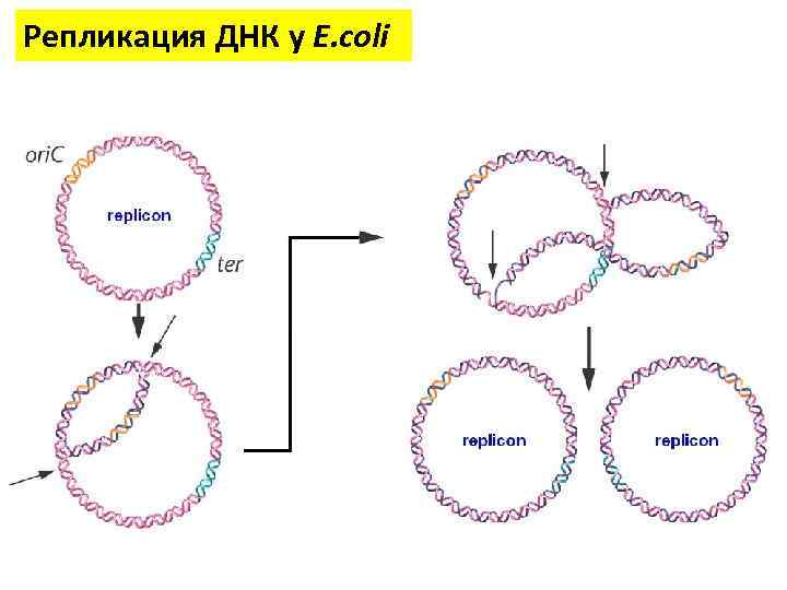 Репликация ДНК у E. coli 