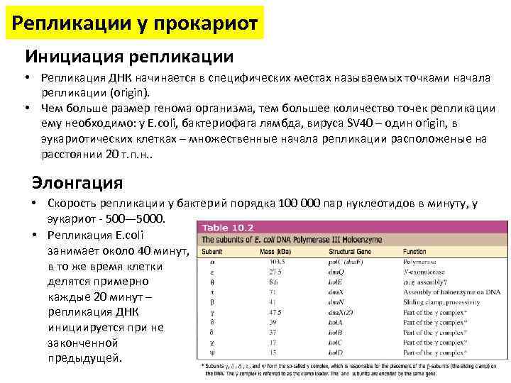 Репликация у прокариот. Инициация репликации у e coli. Инициация репликации у прокариот. Репликация ДНК У прокариот. Репликация ДНК У прокариот этапы.