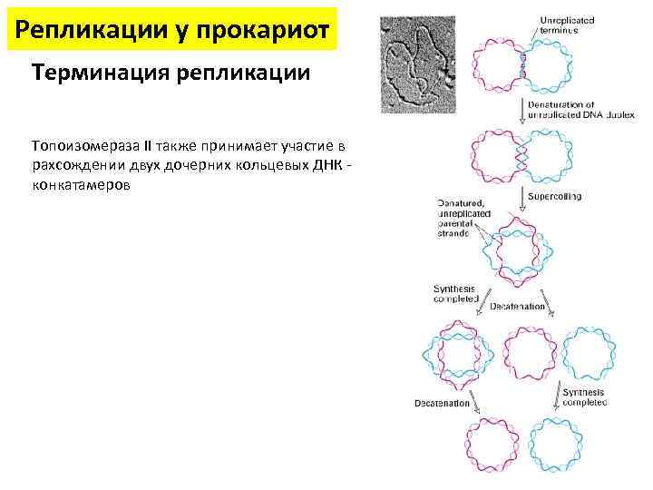 Репликация у прокариот. Репликация ДНК У прокариот схема. Репликация бактериальной ДНК. Схема репликации у прокариот. Репликация ДНК У прокариот.