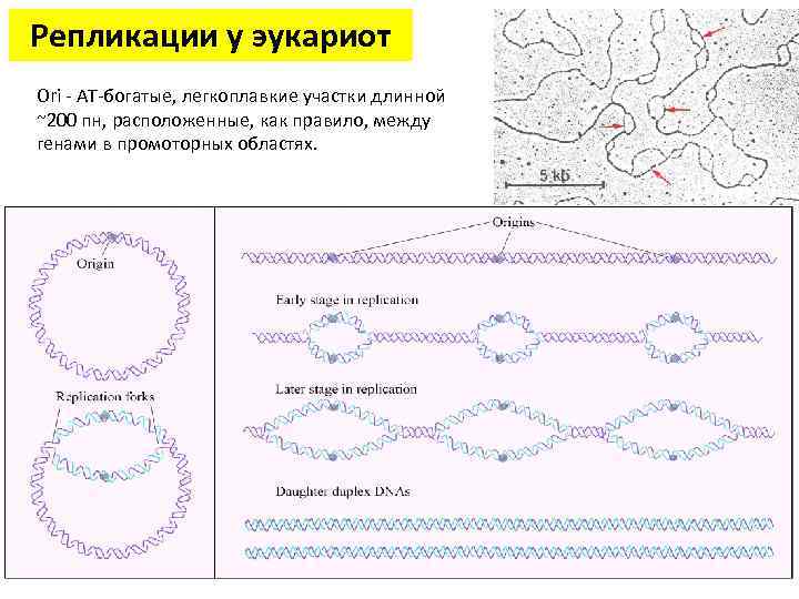 Репликация про и эукариот