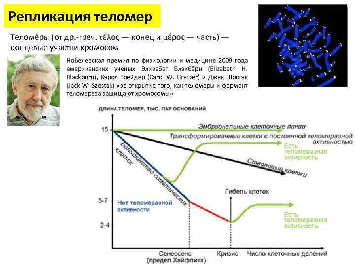 Репликация теломер Теломе ры (от др. -греч. τέλος — конец и μέρος — часть)