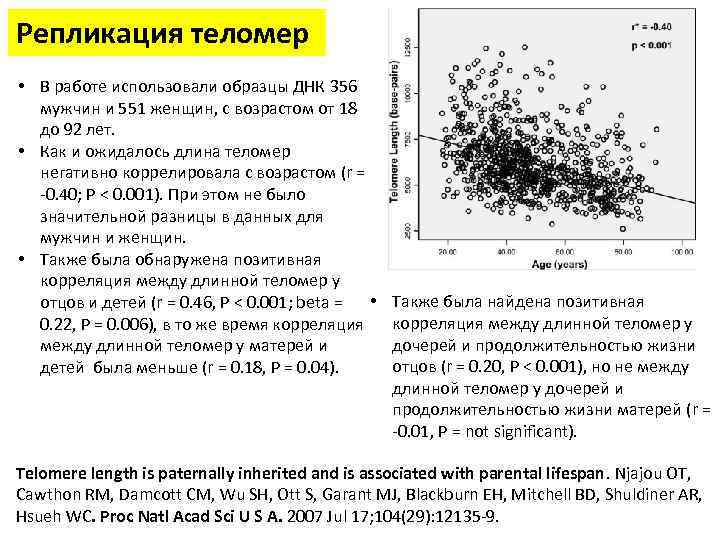 Репликация теломер • В работе использовали образцы ДНК 356 мужчин и 551 женщин, с