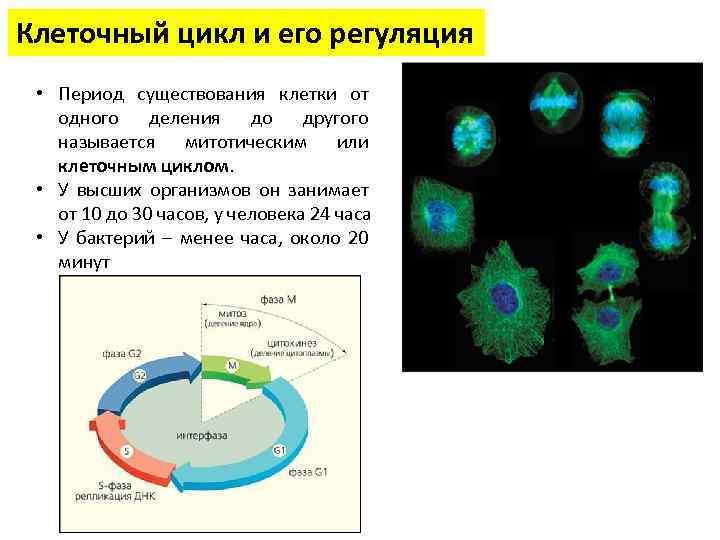 6 жизненный цикл клетки. Клеточный цикл этапы клеточного цикла. Клеточный цикл период существования клетки. Клеточный цикл, его фазы и регуляция.. Клеточный цикл, фазы клеточного цикла эукариот..