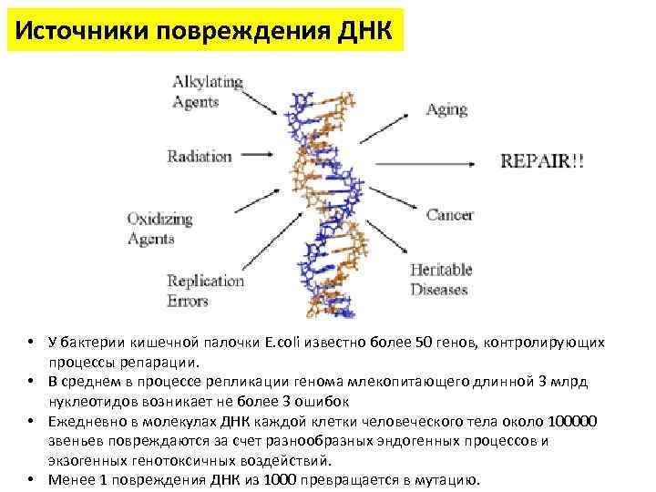 Сколько молекул днк содержат бактерии