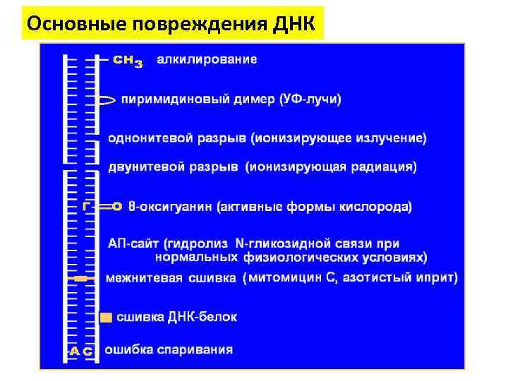 Основные повреждения ДНК 