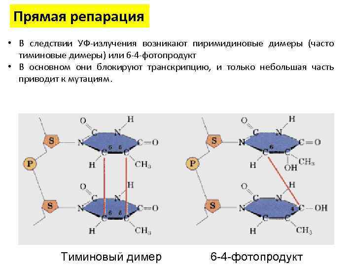 Прямая репарация • В следствии УФ-излучения возникают пиримидиновые димеры (часто тиминовые димеры) или 6