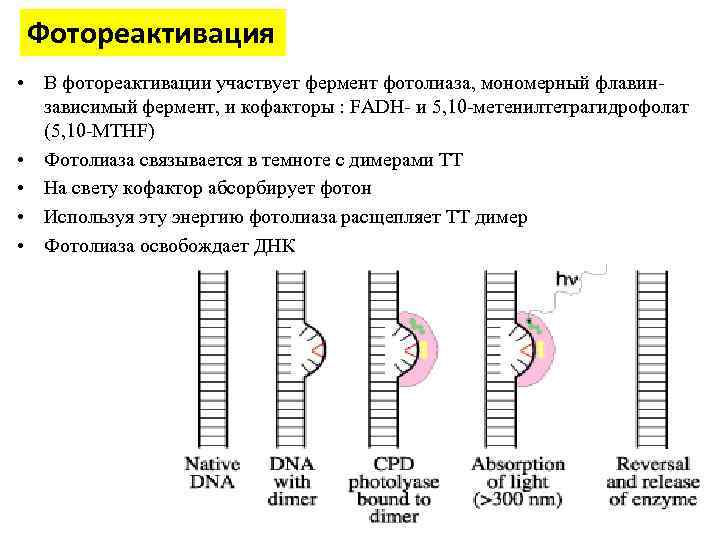 Фотореактивация • В фотореактивации участвует фермент фотолиаза, мономерный флавинзависимый фермент, и кофакторы : FADH-