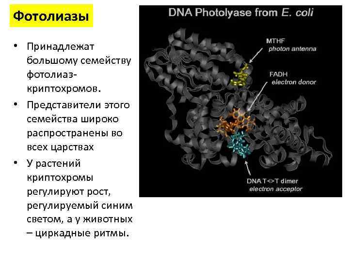 Фотолиазы • Принадлежат большому семейству фотолиазкриптохромов. • Представители этого семейства широко распространены во всех