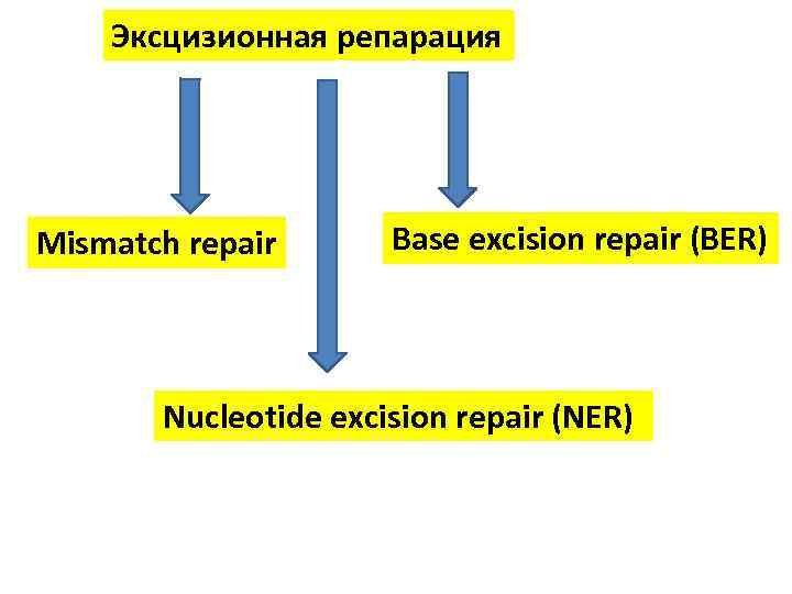 Эксцизионная репарация Mismatch repair Base excision repair (BER) Nucleotide excision repair (NER) 