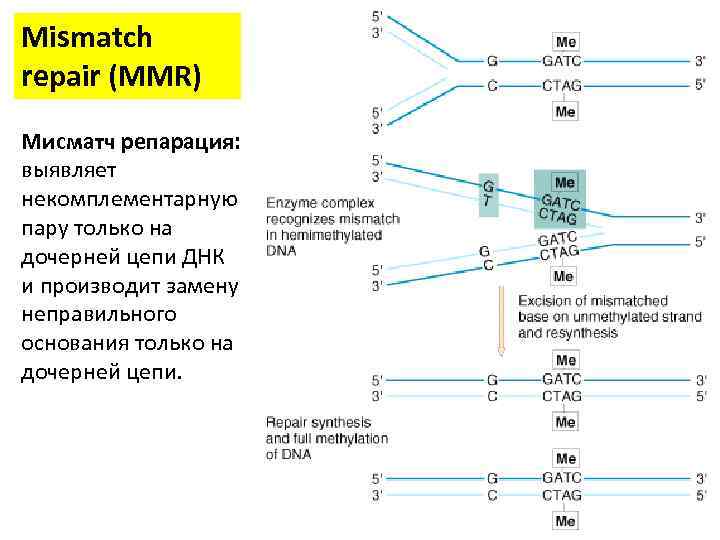 Mismatch repair (MMR) Мисматч репарация: выявляет некомплементарную пару только на дочерней цепи ДНК и