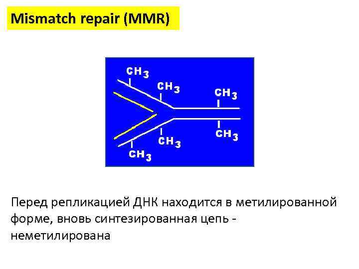 Mismatch repair (MMR) Перед репликацией ДНК находится в метилированной форме, вновь синтезированная цепь -