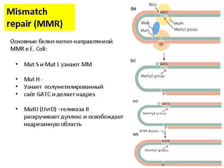 Mismatch repair (MMR) Основные белки метил-направляемой MMR в E. Coli: • Mut S и