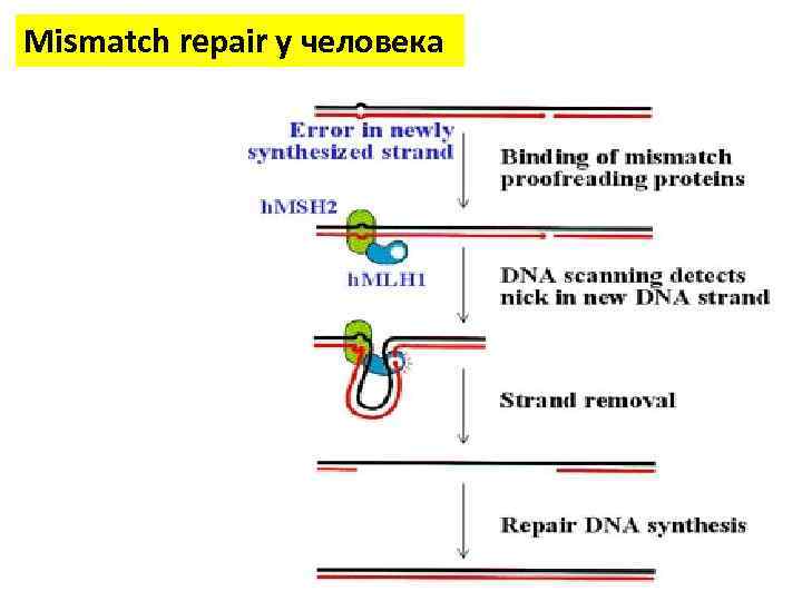 Mismatch repair у человека 