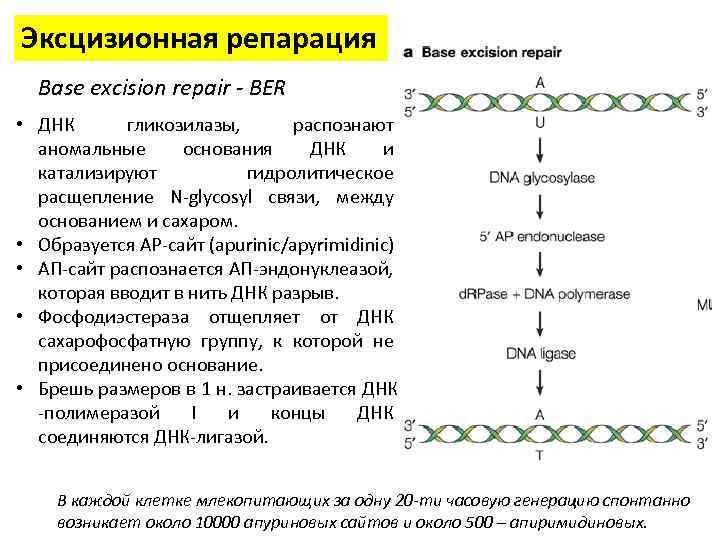 Эксцизионная репарация Base excision repair - BER • ДНК гликозилазы, распознают аномальные основания ДНК